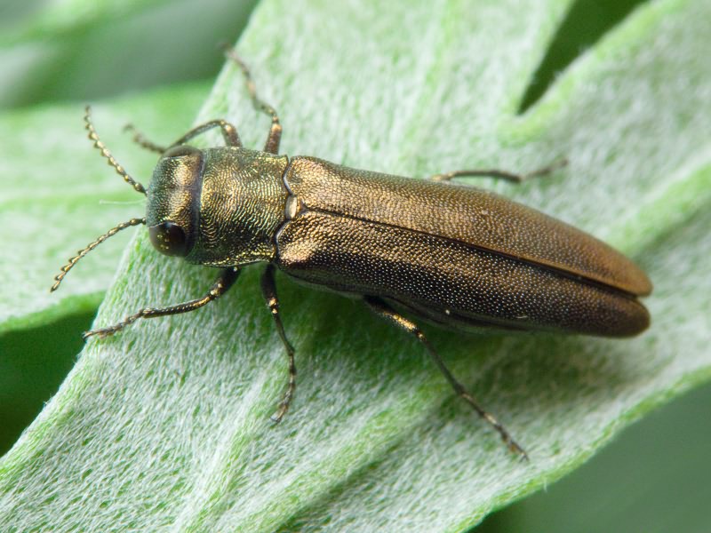 Agrilus zigzag Marseul, 1866